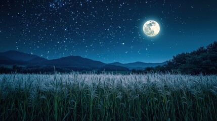 Full moon and Japanese pampas grass in midnight,The harvest Miscanthus sinensis and full moon,beautiful night sky in the countryside with the perfect moon exudes beauty in the dark.