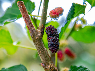 incredible health benefits of chemical-free fresh mulberries and how they boost immunity and...