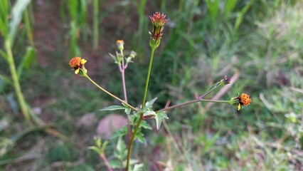Bidens Tripartita or three lobe beggarticks