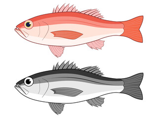 横から見たノドグロ