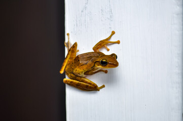 Frog Crawled Into House. Phuket, Thailand