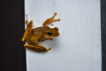 Frog Crawled Into House. Phuket, Thailand