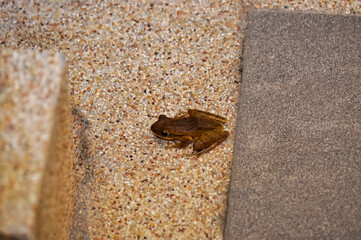 Frog Crawled Into House. Phuket, Thailand