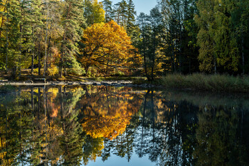 Fototapeta premium Swedish river and natural salomon area in autumn