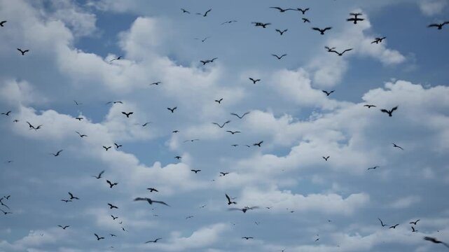 Birds flying up and away into the open sky.