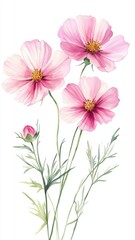 Obraz premium Watercolor Illustration set of Pink cosmos flowers on a white background,spring summer nature,Vibrant pink cosmos blooming,Children's card,banner,raindrops drawn by hand.