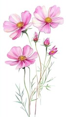 Watercolor Illustration set of Pink cosmos flowers on a white background,spring summer nature,Vibrant pink cosmos blooming,Children's card,banner,raindrops drawn by hand.