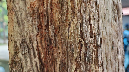 Texture of the bark teak tree background, Close up of bark teak tree