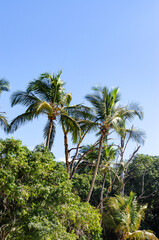 Naklejka premium Praia do Jabaquara, Ilha Bela São Paulo Brasil.