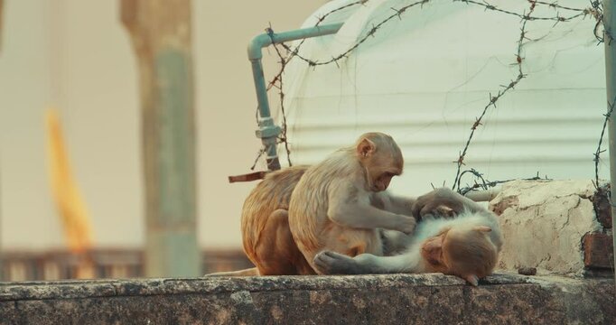 Jaipur, Rajasthan, India. Three Monkeys Sitting Near Water Tank. Water Tank Is Surrounded By Barbed Wire To Keep Out Monkeys. Monkeys Combing Each Other For Fleas. Every Day Life Of India. Bonnet