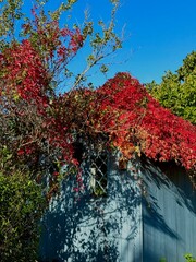small tree house in fall 