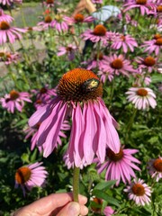 Bille p&aring; lyser&oslash;d blomst 