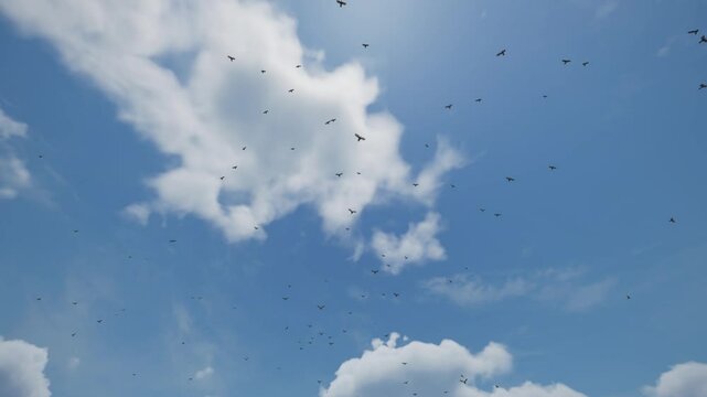 The great migration. Amazing journeys of migratory bird.