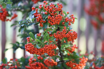 Obraz premium Pyracantha coccinea. Firethorn berries, rosaceae evergreen shrub.