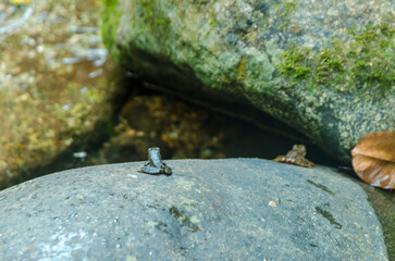 Castelhanos Ilha Bela