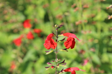 Fototapeta premium Scarlet Sage or Scarlet Salvia