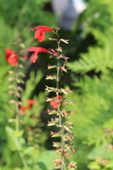 Scarlet Sage or Scarlet Salvia