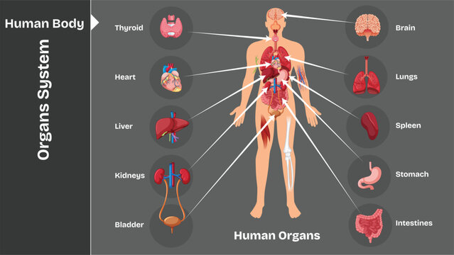 Adobe Illustrator Artwork, Internal human organs with headline and descriptions in vector illustration. anatomy of the body and all its organs