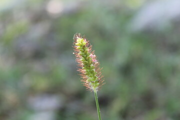 Setaria pumila, yellow foxtail, yellow bristle-grass, pigeon grass or cattail grass