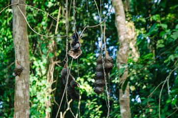 Castelhanos Ilha Bela