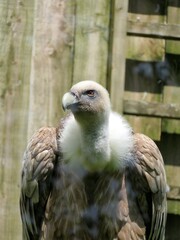 Vautour