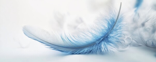 Naklejka premium Delicate blue feather on a soft white