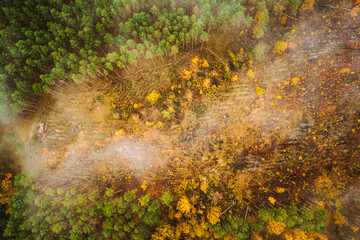 Aerial view of a logging zone cuts through forest. Top view of bush fire and smoke in deforestation zone. Wild open fire destroys grass. Nature in danger. Ecological problem air pollution. Drone view