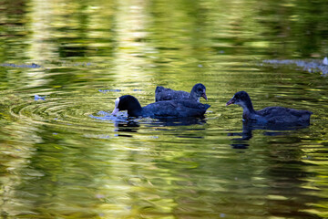Blässhuhn mit seinen Jungen im Wasser