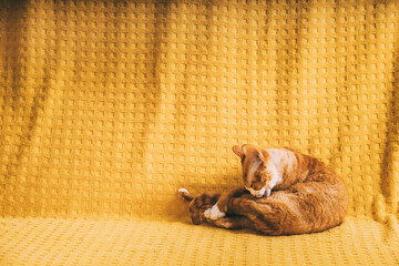 Red Ginger Devon Rex Cat. Short-haired Cat Of English Breed On Yellow Plaid Background. Shorthair Pet Washing Hair