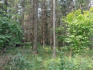 Forest in Siauliai county during sunny summer day. Oak and birch tree woodland. Sunny day with white clouds in blue sky. Bushes are growing in woods. Nature. Miskas.	
