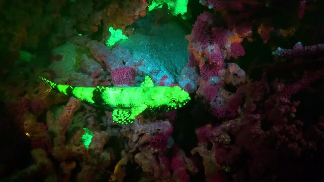 A lizardfish on a coral reef fluoresces in blue light at night.