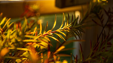 A detailed closeup view of a beautiful plant displaying vibrant yellow leaves