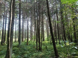 Forest in Siauliai county during sunny summer day. Oak and birch tree woodland. Sunny day with white clouds in blue sky. Bushes are growing in woods. Nature. Miskas.	
