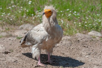 Egyptian vulture globally endangered species