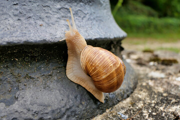 Roman snail (Helix pomatia) climbing up a lamp standard
