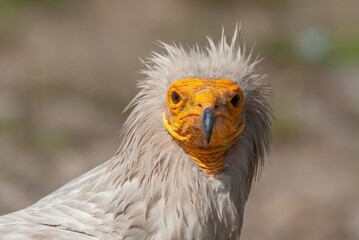 Egyptian Vulture