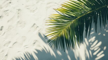 Obraz premium Aerial view of a tropical palm leaf on sandy beach with shadow, ideal for adding a touch of nature to designs.
