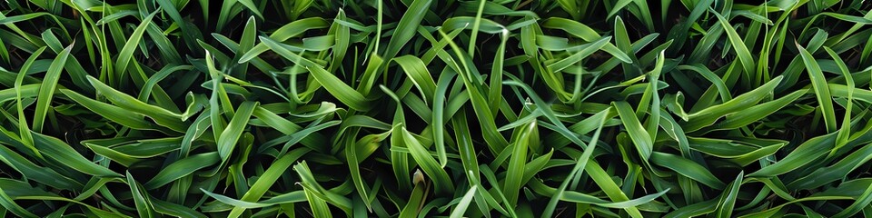 Field of green grass and blooming daisies and dandelions, a lawn in spring.