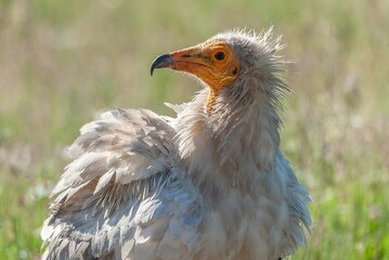 Egyptian Vulture