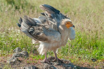 Egyptian vulture globally endangered species