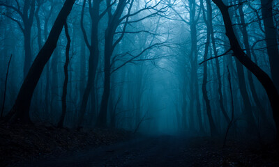 Haunting Woodland Shrouded in Fog, Halloween Backdrop, Chilling Forest with Bare Trees, Dense Mist, Gloomy Natural Environment, Spooky Occasions, Sinister Tree Silhouettes in Haze