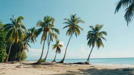 Obraz premium Beautiful Summer Beach Background with Palm Leaves and Ocean View