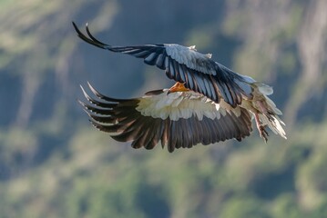Egyptian vulture in flight