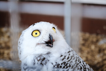 White polar owl with shocked view with opened beak. What. Oh no. Shock concept. Night bird of prey...
