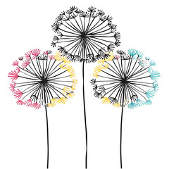 dandelion flower background