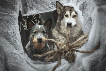 Halloween portrait of two dog in a web