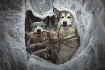 Halloween portrait of two dog in a web