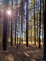Sun shining through trees in a pine forest
