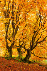 Fototapeta premium Forest of Gnarly Old Beech Trees in Autumn, Leaves Changing Colour