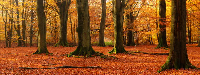 Sunny Forest of Big Old Beech Trees in Autumn, Leaves Changing Colour